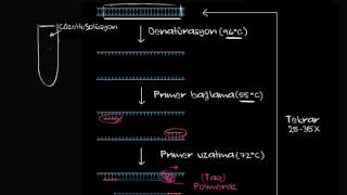 Polimeraz Zincir Reaksiyonu  PCR Biyoloji  Biyomoleküller [upl. by Nyrret221]