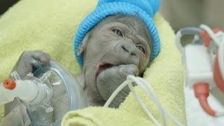 Baby gorilla born by emergency Csection in San Diego Zoo [upl. by Eleirbag]