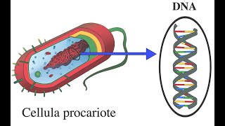 REPLICAZIONE DNA PROCARIOTI [upl. by Ardehs]