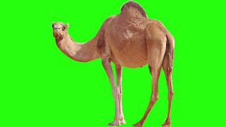 Green Screen  camel walking images on green screen [upl. by Enilrad669]