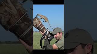 Meerkats inspect a photographer [upl. by Noyrb]