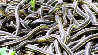 NatureNorthcoms Snakes Alive Video [upl. by Adorne]