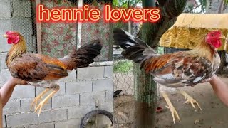 ALL ABOUT HENNIE  HENNIE LOVERS [upl. by Emmalee]