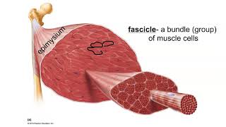 Layers of Connective Tissue in Skeletal Muscle [upl. by Bathelda]