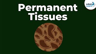 What are Permanent Tissues  Dont Memorise [upl. by Albemarle]