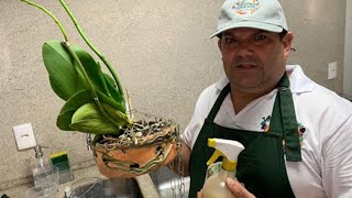 Como fazer uma receita de enraizador e como usar nas suas plantas flores e frutas [upl. by Mac]