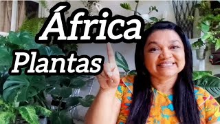 7 DICAS DE PLANTAS DE ORIGEM AFRICANA PRA SUA CASA [upl. by Flossi]