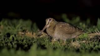 Eurasian woodcock feeding वुडकॉक وودكوك ヤマシギחרטומן יערות słonka sluka lesní çulluk Waldschnepfe [upl. by Aneles]