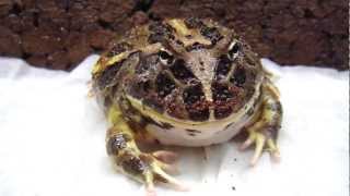 Cranwells Horned Frog Feeding on a Nightcrawler [upl. by O'Donovan161]