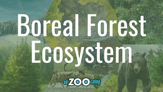 Boreal Forest Ecosystem  The Largest Land Ecosystem  EdZOOcating Adventures [upl. by Tolkan]