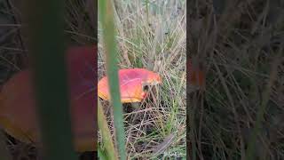 quotFound a Fly Agaric Mushroom Hunt in Ukrainequot [upl. by Rye]