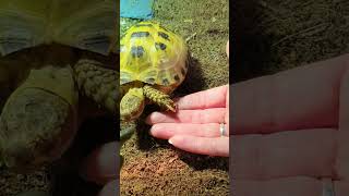 Trunky the Horsefield Tortoise come and join us veronikakoleva2372 pets animals cute [upl. by Netsirhc535]