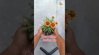 Gaillardia flower planting gaillardia gardening gardeningtips terracegarden flowergarden [upl. by Dymoke]