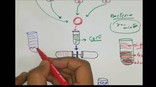 Meselson Stahl Experiment DNA replication models  Conservative semiconservative Disruptive model [upl. by Pasadis142]