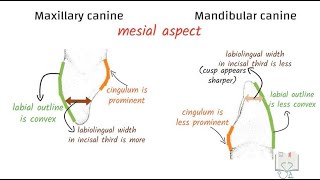 Differences between Maxillary Canine amp Mandibular Canine [upl. by Nahte755]