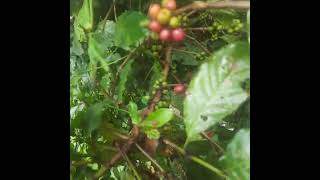 coffee plant in our field [upl. by Ellinger]