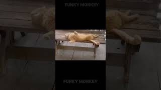 Funky Monkey Part 9 youtube funny funnycats [upl. by Lapointe]