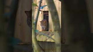 The rustyspotted cat is one of the cat familys smallest members [upl. by Lledal]