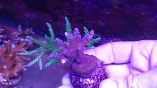 Acropora millepora premium coral gandalf [upl. by Ashford]