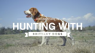 HUNTING WITH BRITTANY DOGS [upl. by Ivek]