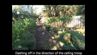 Circles a juvenile vervet monkey gets release back into the wild [upl. by Ilojne654]