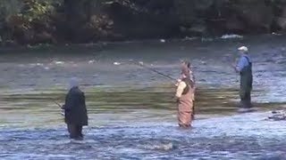 Salmon fishingPuntledge River Vancouver Island BC [upl. by Macleod]