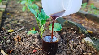 Boost Plant Growth with This DIY Fertilizer from Cabbage and Cauliflower Leaves [upl. by Anoo]