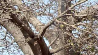 Adansonia digitata the baobabKalptaru Banswara India by Kamlesh Sharma [upl. by Lesab645]