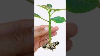 How to grow poinsettia plant garden gardeningideas gardengingtips [upl. by Kciwdahc144]