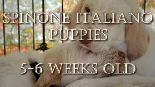 Spinone Italiano Puppies  56 Weeks Old [upl. by Iram]