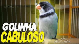 Golinha Cabuloso Com Muita Fibra Cantando  0918 [upl. by Ollehto]