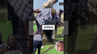 Papa Lolo want to jump up funnynaijacomedy comedyfilms funny [upl. by Ynohtnad]