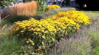 Rudbeckia fulgida sullivantii Goldsturm  Black Eyed Susan [upl. by Ahtela]