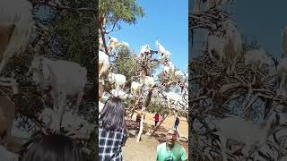 Goats climb trees in Morocco country goat climbtree nature africa morocco [upl. by Airot]