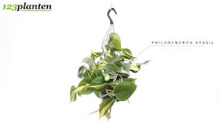 PHILODENDRON BRASIL [upl. by Boonie]