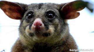 Fluffy Brushtail Possum laughing in rural New Zealand [upl. by Nitin]