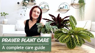 Prayer Plant Care  How to successfully care for Calathea Maranta Ctenanthe and Stromanthe [upl. by Pardew]