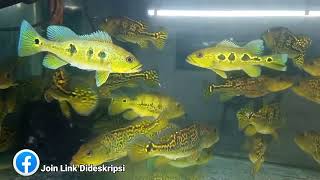 PEACOCK BASS Genjot Treatment Kelberi Orinoco Broco Biar Makin Gacor [upl. by Aleron]