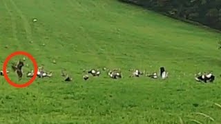 Northern Goshawk Attacks Flock of Egyptian Geese [upl. by Ceevah992]