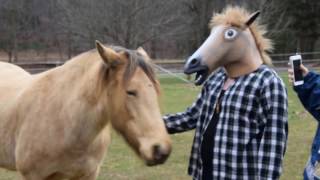 How horses react to a kid in a horse mask [upl. by Audwin]