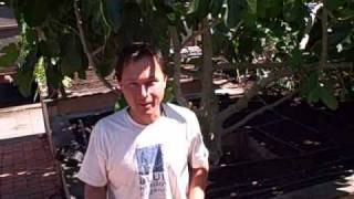 How to Save Seeds  Melon Chickweed Arugula and Nasturtium [upl. by Lerred]