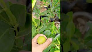 🌿 Weaker Root System quotMarcotquot Calamansi Citrus Which is better Budded or Marcotted  See Comment [upl. by Threlkeld740]