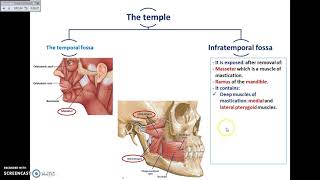 Overview of Head Exterior Temporal and Infratemporal Fossae  Dr Ahmed Farid [upl. by Zamora831]