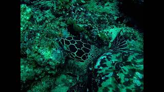 Hawksbill Sea Turtle  Cystal Bay [upl. by Nyrhtac]