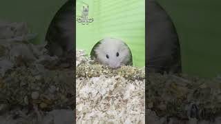 Snack Struggle Hamster vs Tiny Hole 🐹🍪🕳️ cat cats funny shorts fyp [upl. by Jenifer]