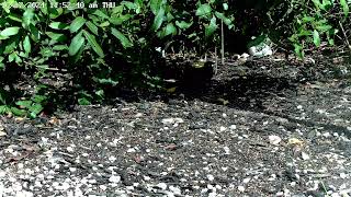 Grackle in the shade [upl. by Grieve]