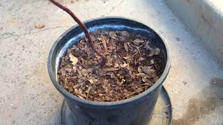 PreBonsai California Madrone in a Pot [upl. by Ococ]