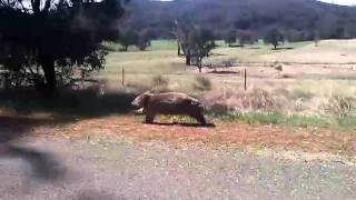 Wombat running [upl. by Brand948]