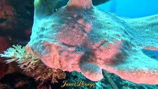 An Amazing Creature A Giant Frog Fish Antennarius commerson In Moalboal Cebu Philippines 🇵🇭 [upl. by Weld]