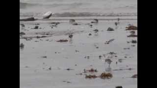 Copper River Delta Shorebird FestivalCordova Alaska [upl. by Kyriako]